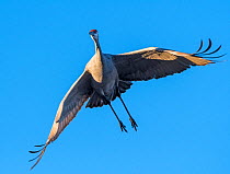 Sandhill crane (Antigone canadensis) in flight against blue sky, Bosque Del Apache, New Mexico, USA. December.