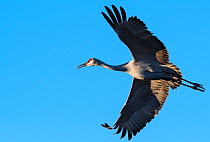 Sandhill crane (Antigone canadensis) in flight against blue sky, Bosque Del Apache, New Mexico, USA. December.
