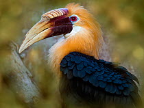 Blyth&#39;s hornbill (Rhyticeros plicatus) male. Captive.
