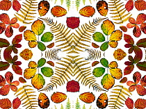 Kaleidoscopic image of Bramble leaves (Rubus fruticosus) and bracken fronds changing colour in autumn, on white background