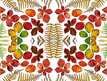 Kaleidoscopic image of Bramble leaves (Rubus fruticosus) and bracken fronds changing colour in autumn.