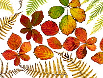 Bramble leaves (Rubus fruticosus) and Bracken fronds changing colour in autumn, arranged on a white background.