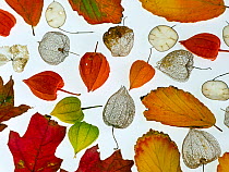 Autumn leaves, Honesty seeds and Chinese lanterns (Physalis alkekengi) from a garden, arranged on a white background.