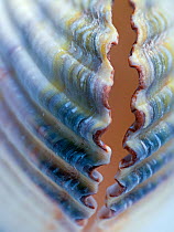 Close up of a Common Cockle Shell (Cerastoderma edule).