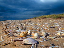 Common whelk (Buccinum undatum), Razor clam and other mollusc shells on Titchwell Beach, Norfolk, UK. October 2018.