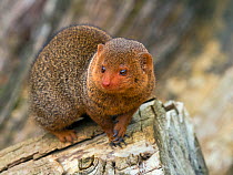 Common dwarf mongoose (Helogale parvula). Captive.
