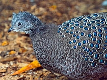 Grey peacock-pheasant (Polyplectron bicalcaratum) portrait. Captive.