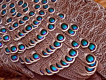 Feathers of a Grey peacock-pheasant (Polyplectron bicalcaratum). Captive.