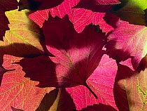 Autumn leaves of Guelder rose (Viburnum opulus).