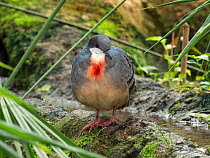 Luzon Bleeding-heart dove (Gallicolumba luzonica). Captive.