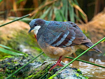 Luzon Bleeding-heart dove (Gallicolumba luzonica). Captive.