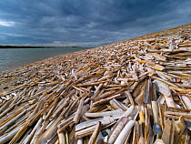 Mass of empty Razor clam (Ensis siliqua) shells washed up on beach at low tide, Titchwell beach, Norfolk, UK. October.