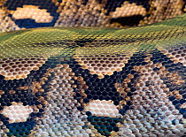 Close up of Reticulated python (Python reticulatus) scales. Captive.