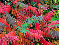 Staghorn sumac (Rhus typhina) in autumn. October.