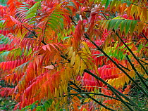 Staghorn sumac (Rhus typhina) in autumn. October.