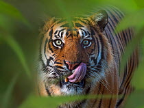 Sumatran tiger (Panthera tigris sondaica) licking lips. Captive, with digitally added leaf pattern.