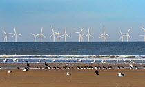 Cormorants, oystercatchers and gulls resting on the beach with wind farm turbines out at sea, Titchwell RSPB Nature Reserve, west Norfolk, UK. October 2018.