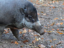Visayan warty pig (Sus cebifrons) portrait. Captive.