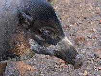Visayan warty pig (Sus cebifrons) portrait. Captive.