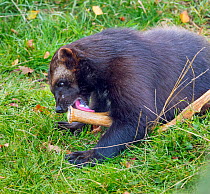 Wolverine (Gulo gulo) licking antler to keep its teeth healthy and for calcium and other nutrients. Captive.