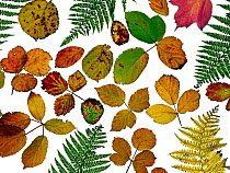 Bramble leaves (Rubus fruticosus) and bracken fronds changing colour in autumn, against a white background