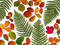 Bramble leaves (Rubus fruticosus) and bracken fronds changing colour in autumn.