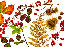 Bramble leaves, bryony, rosehips, chestnuts and bracken fronds changing colour in autumn, against a white background.