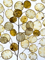 RF - Arrangement of Annual honesty (Lunaria annua) seed heads. (This image may be licensed either as rights managed or royalty free.)