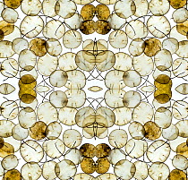 RF - Kaleidoscopic pattern of Annual honesty (Lunaria annua) seed heads. (This image may be licensed either as rights managed or royalty free.)