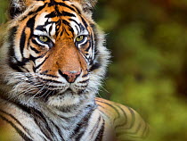 RF - Sumatran tiger (Panthera tigris sondaica). Captive. (This image may be licensed either as rights managed or royalty free.)