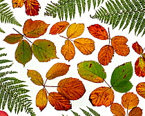 RF - Arrangement of Bramble leaves (Rubus fruticosus) changing colour in autumn with Bracken (This image may be licensed either as rights managed or royalty free.)