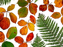 RF - Arrangement of Bramble leaves (Rubus )changing colour in autumn with Bracken (This image may be licensed either as rights managed or royalty free.)