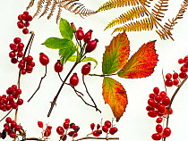 RF - Bramble leaves, bryony, rosehips, chestnuts and bracken fronds changing colour in autumn (This image may be licensed either as rights managed or royalty free.)