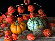 RF - Home-grown pumpkins and Chinese lantern (Physalis alkekengi). (This image may be licensed either as rights managed or royalty free.)