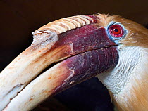 RF - Close up of Blyth&#39;s hornbill (Rhyticeros plicatus) male. Captive. (This image may be licensed either as rights managed or royalty free.)