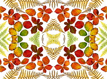 RF - Kaleidoscopic image of Bramble leaves (Rubus fruticosus) and bracken fronds changing colour in autumn. (This image may be licensed either as rights managed or royalty free.)