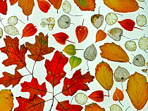 RF - Arrangement of autumn leaves, Honesty seeds and Chinese lantern (Physalis alkekengi) leaves. (This image may be licensed either as rights managed or royalty free.)