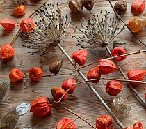 RF - Arrangement of Chinese Lanterns (Physalis alkekengi) and Allium seedheads. (This image may be licensed either as rights managed or royalty free.)