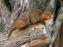 RF - Common dwarf mongoose (Helogale parvula). Captive. (This image may be licensed either as rights managed or royalty free.)