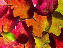 RF - Autumn leaves of Guelder Rose (Viburnum opulus). (This image may be licensed either as rights managed or royalty free.)