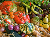 RF - Home-grown fruit and vegetables on display for a harvest festival. (This image may be licensed either as rights managed or royalty free.)