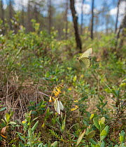 Moorland clouded yellow butterfly (Colias palaeno), male flying and female resting on flower.
