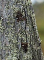 Small Dark yellow underwing moth (Coranarta cordigera), female above and male, Finland, June.