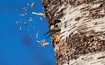 White-backed woodpecker (Dendrocopos leucotos), female excavating nest in birch tree, expelling  wood chips from hole,   Finland, April.