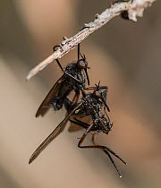Dance fly (Empis borealis), mating pair, Finland, May.