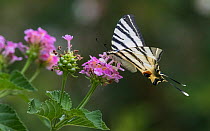 Scarce swallowtail (Iphiclides podalirius) feeding on flowers, Finland, July.