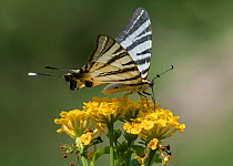Scarce swallowtail butterfly (Iphiclides podalirius), Finland, July.