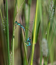 Blue-tailed damselfly (Ischnura elegans) male and female mating, Finland, May.