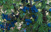 Common juniper (Juniperus communis), with berries, Finland, July.
