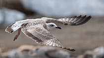 Caspian gull (Larus cachinnans), juvenile in flight, Finland, August.